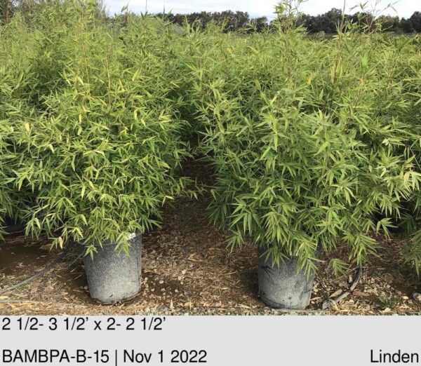 BAMBOO- PHYLLOSTACHYS aurea
