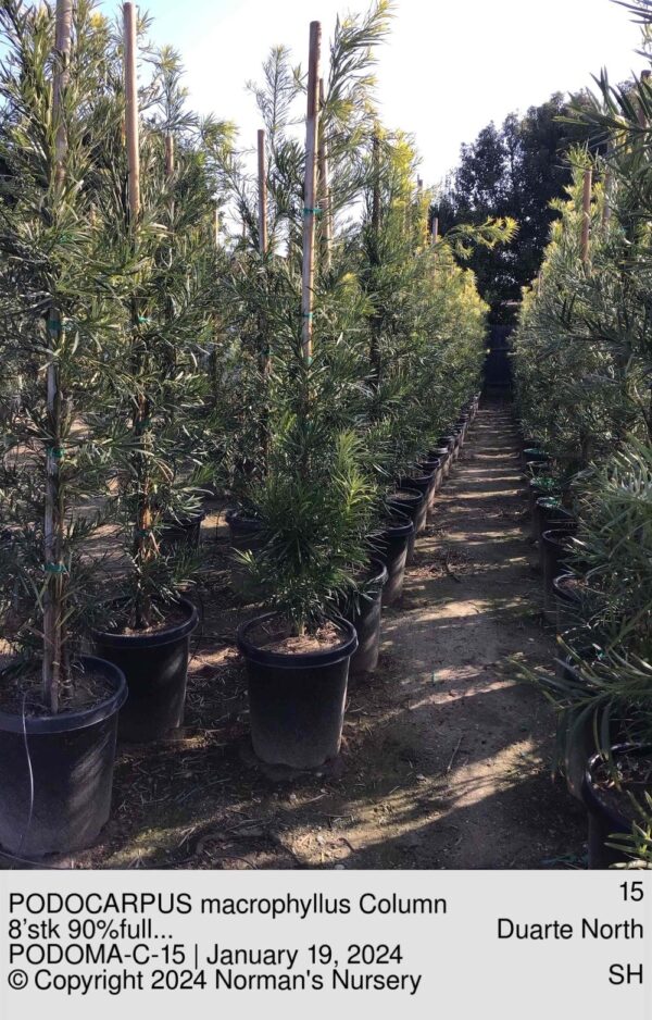 PODOCARPUS macrophyllus Column