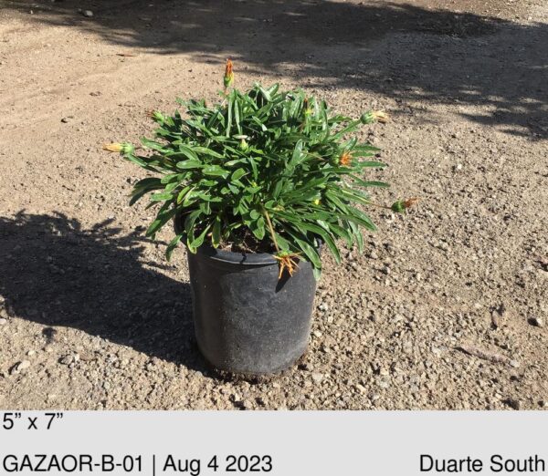 GAZANIA Orange