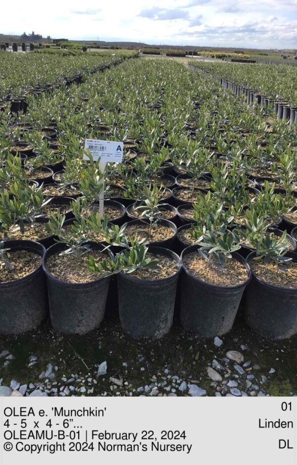 OLEA e. 'Munchkin'