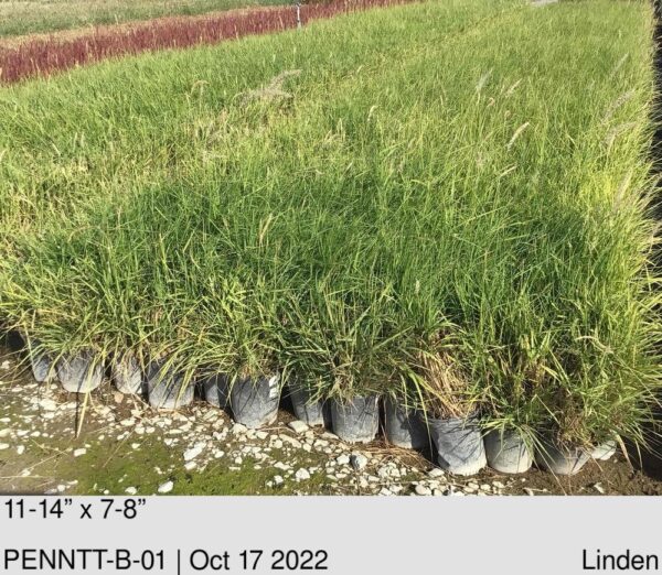 PENNISETUM o. Tall Tails