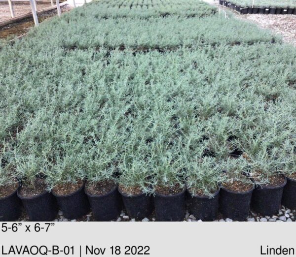 LAVANDULA s. 'Otto Quast'
