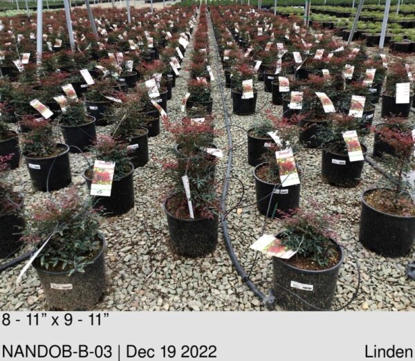 NANDINA dom. 'Obsession'
