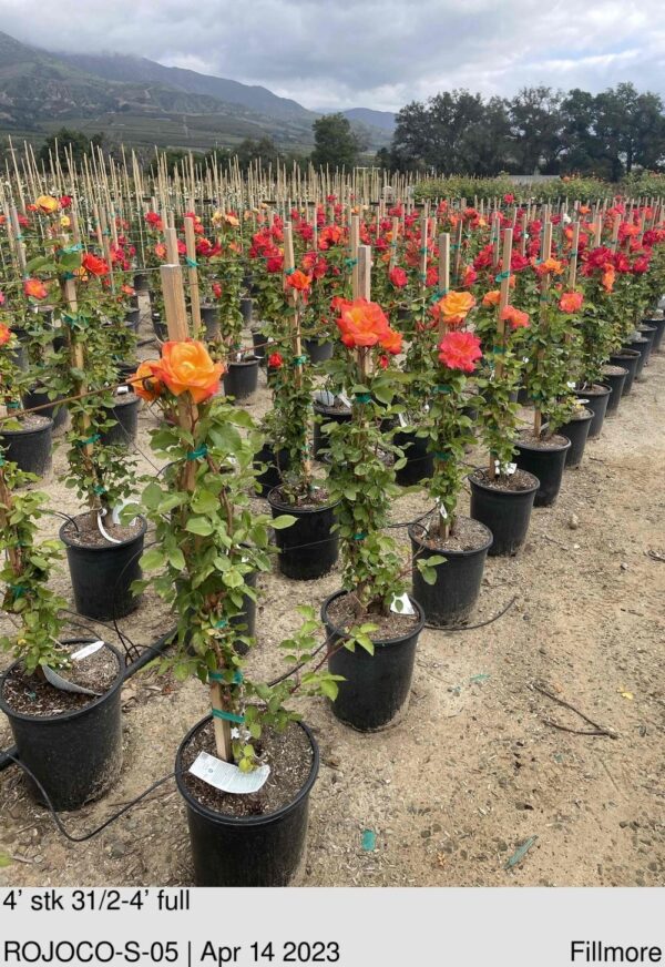 ROSE Joseph's Coat Climber