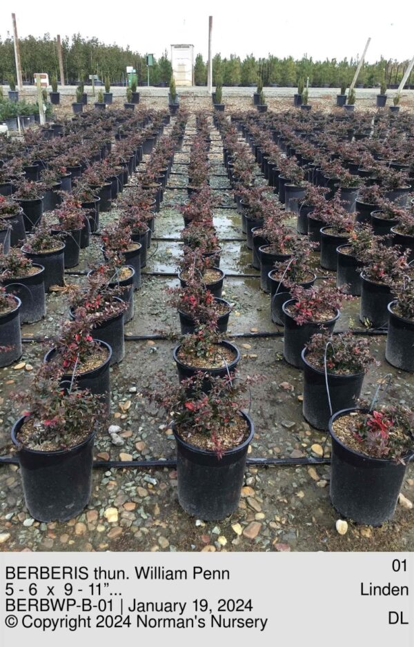 BERBERIS thun. William Penn