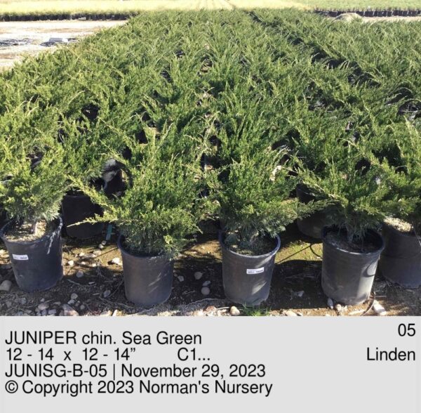 JUNIPER chin. Sea Green