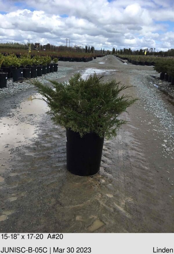 JUNIPER sabina Scandia