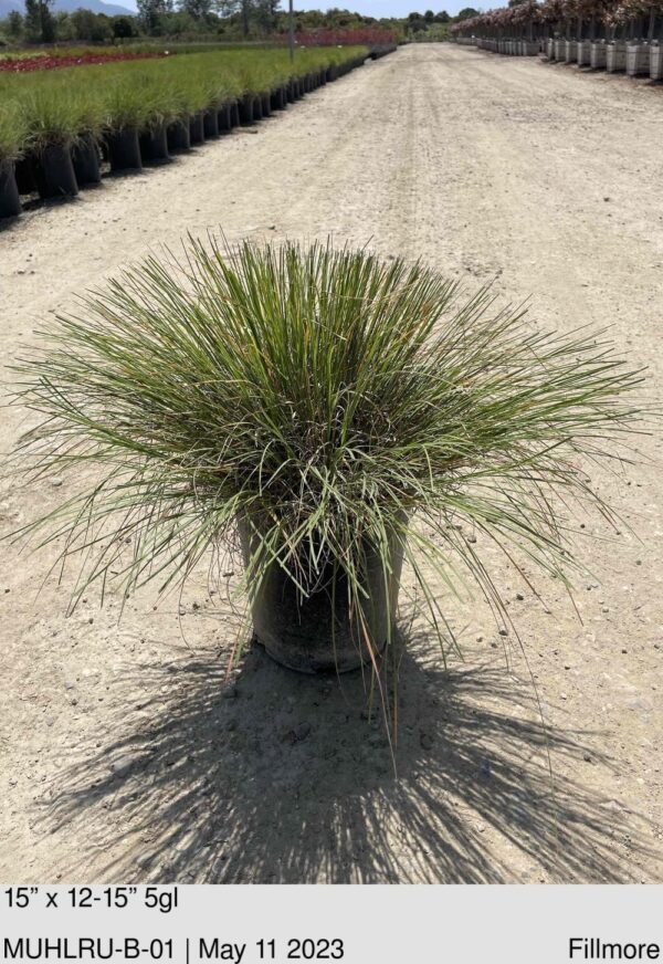 MUHLENBERGIA r Undaunted®