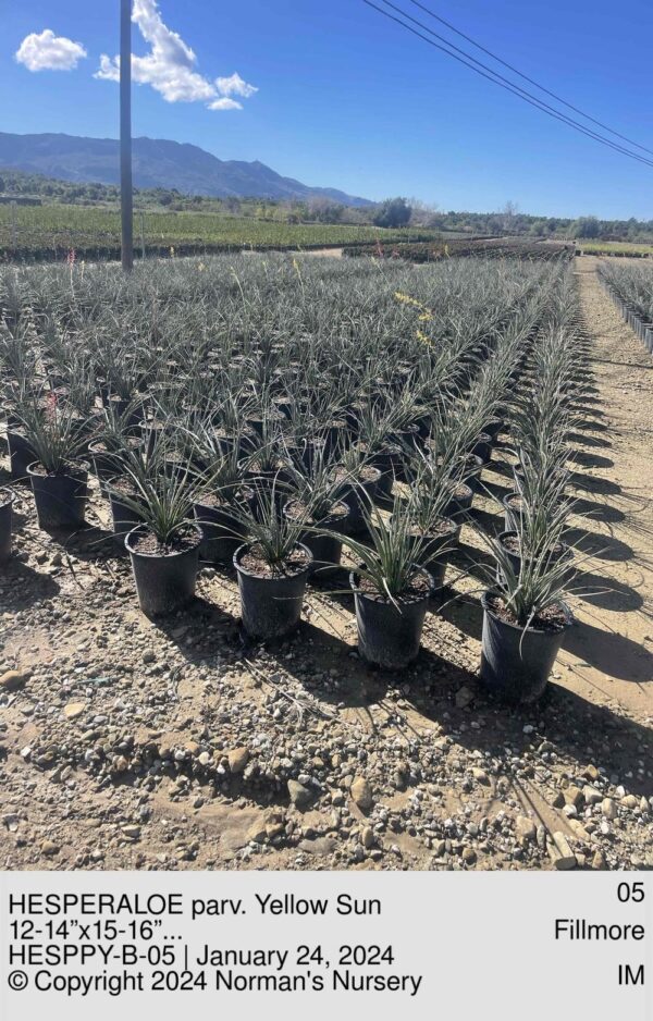 HESPERALOE parv. Yellow Sun
