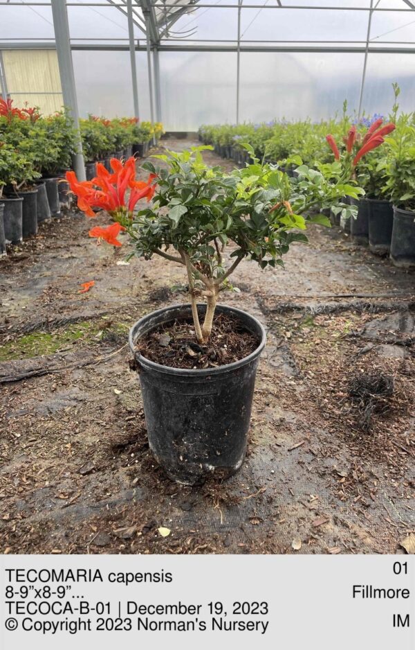 TECOMARIA capensis