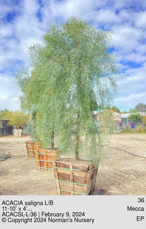 ACACIA saligna L/B