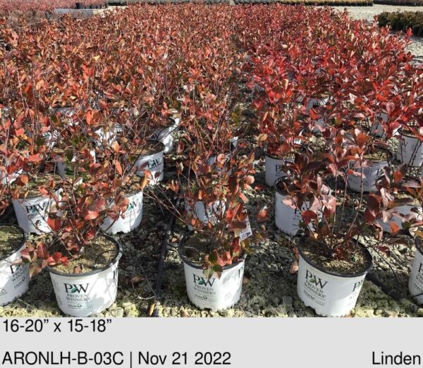 ARONIA Low Scape™ Hedger