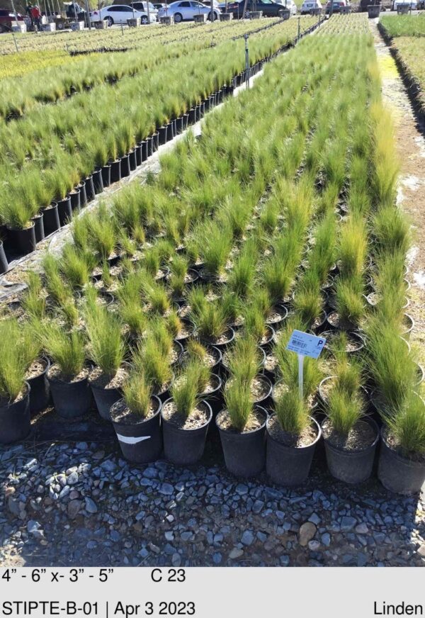 STIPA tenuissima