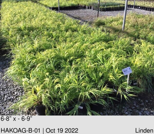 HAKONECHLOA macra 'All Gold'