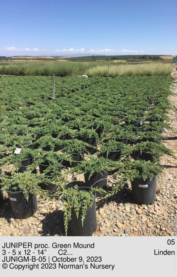 JUNIPER proc. Green Mound