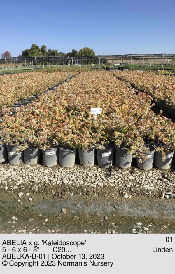 ABELIA x g. 'Kaleidoscope'