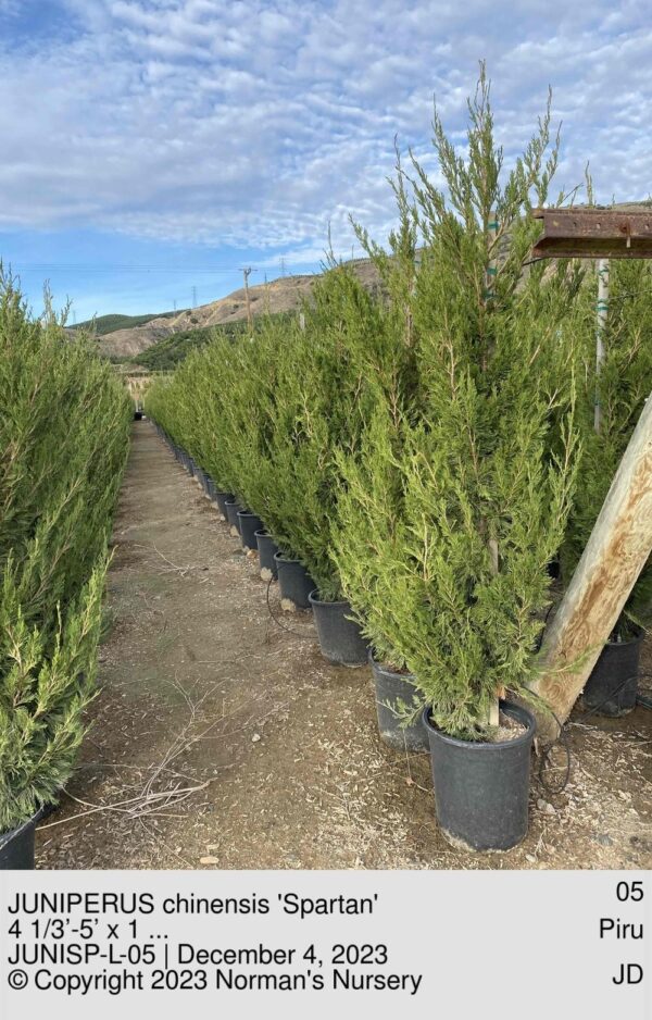 JUNIPERUS chinensis 'Spartan'