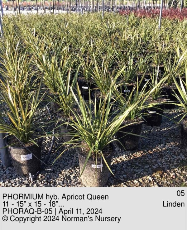 PHORMIUM hyb. Apricot Queen