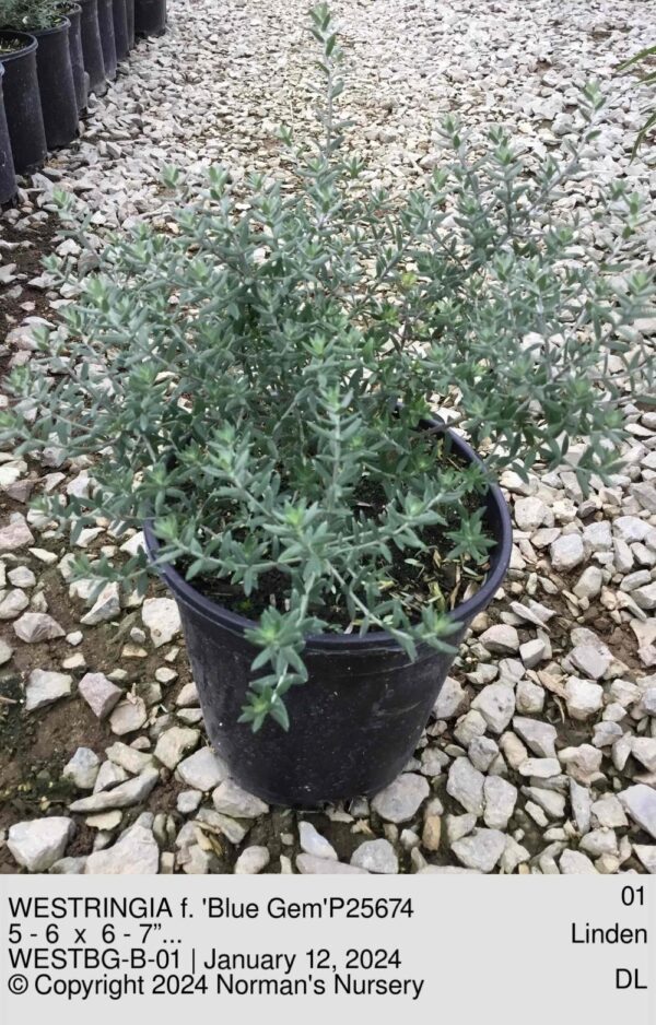 WESTRINGIA f. 'Blue Gem'P25674