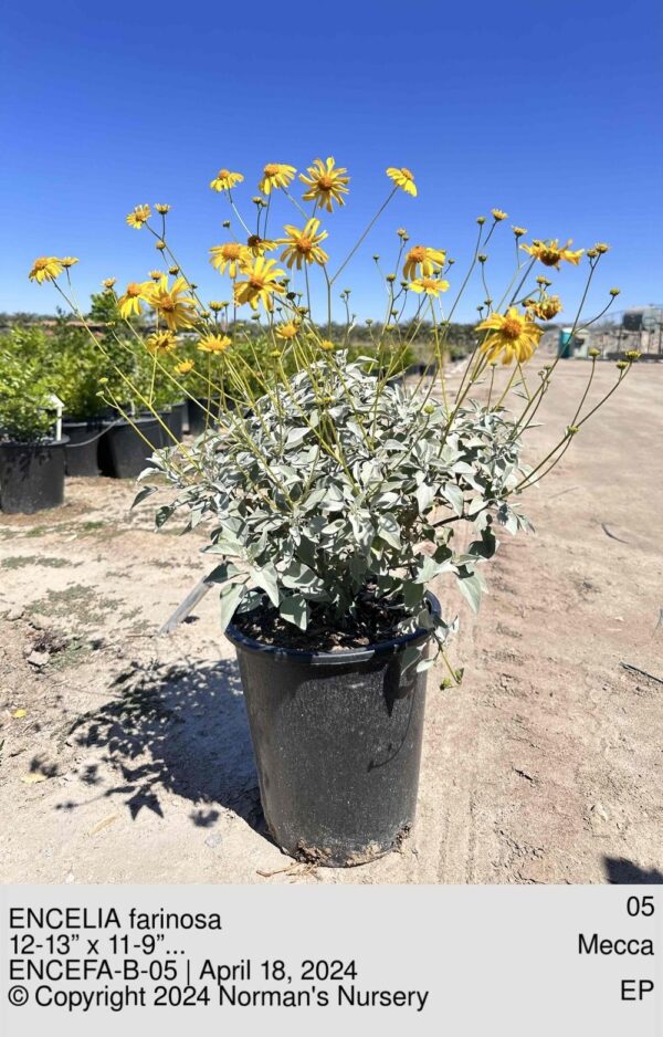 ENCELIA farinosa