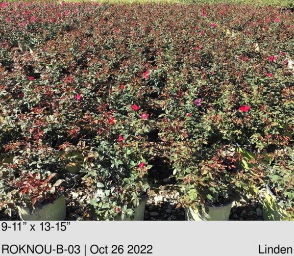 ROSE Knock Out Bush