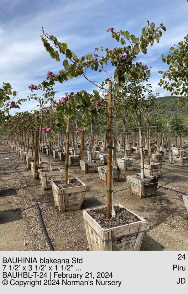 BAUHINIA blakeana Std