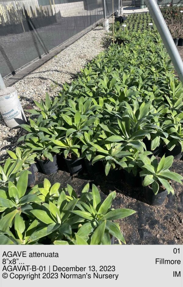 AGAVE attenuata
