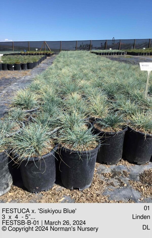 FESTUCA x. 'Siskiyou Blue'