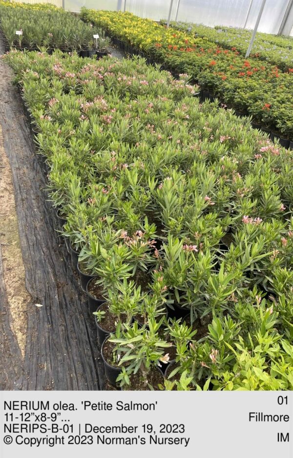 NERIUM olea. 'Petite Salmon'