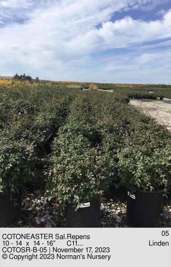 COTONEASTER Sal.Repens
