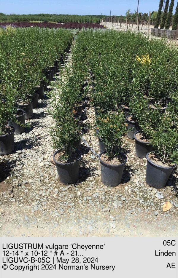 LIGUSTRUM vulgare 'Cheyenne'