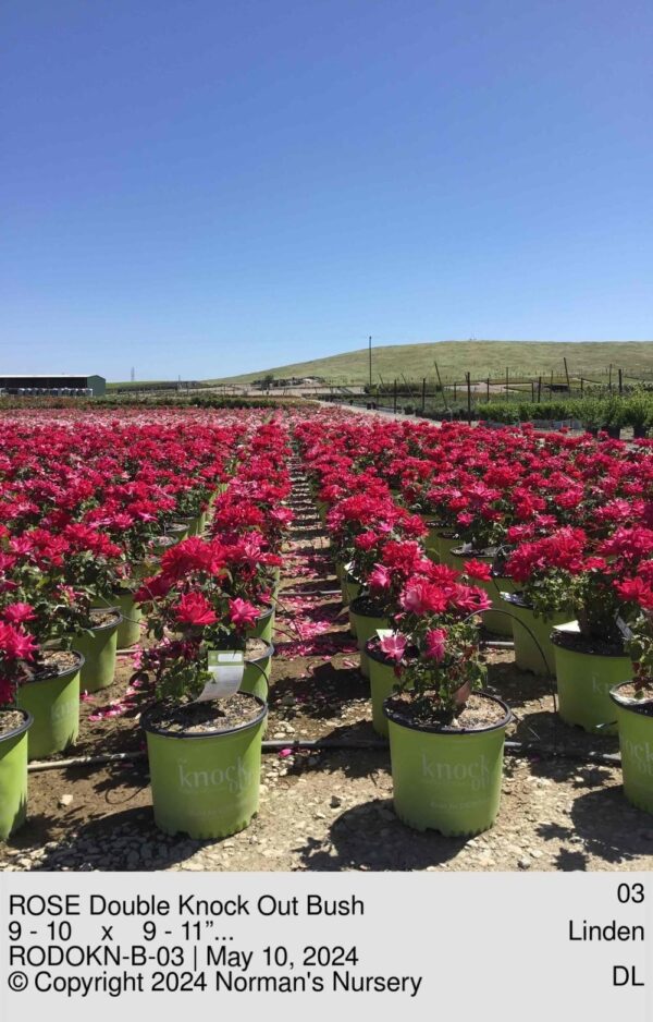ROSE Double Knock Out Bush