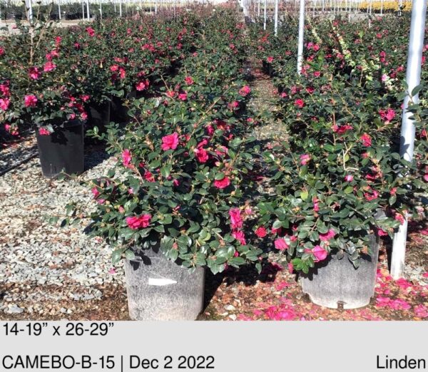 CAMELLIA Bonanza