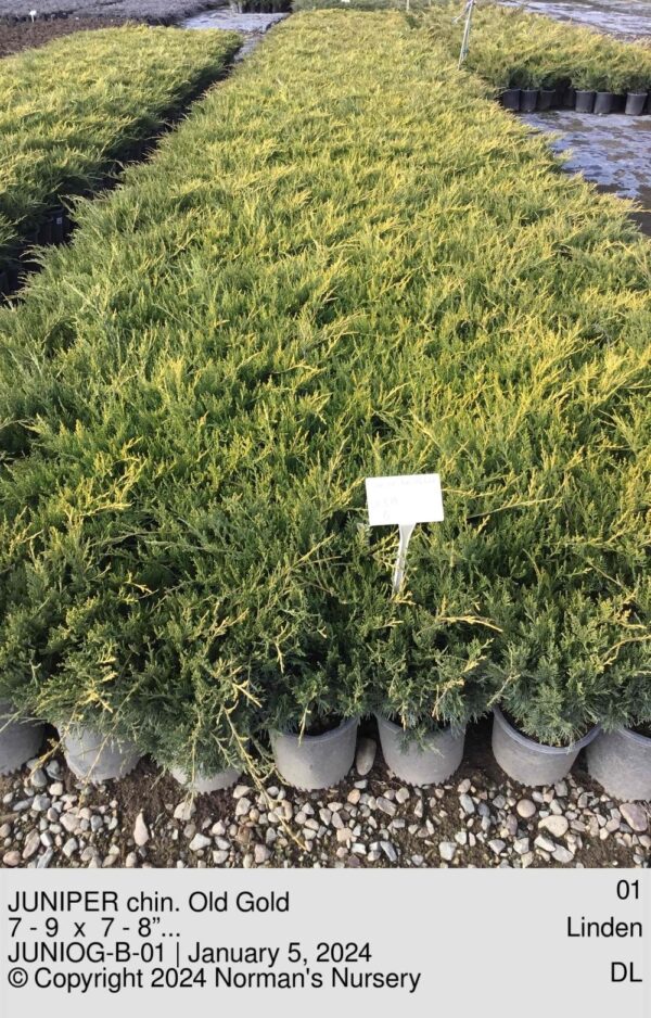 JUNIPER chin. Old Gold