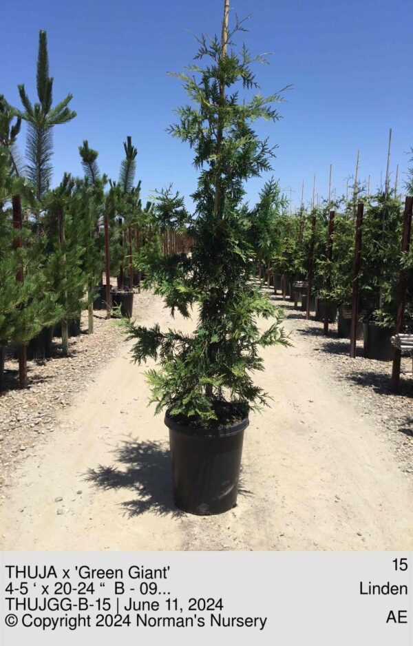 THUJA x 'Green Giant'