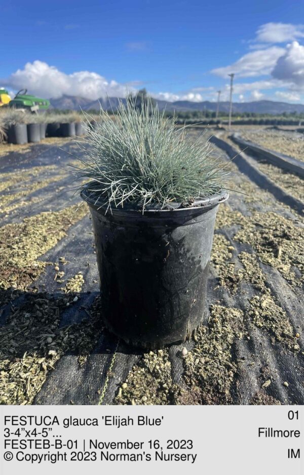 FESTUCA glauca 'Elijah Blue'