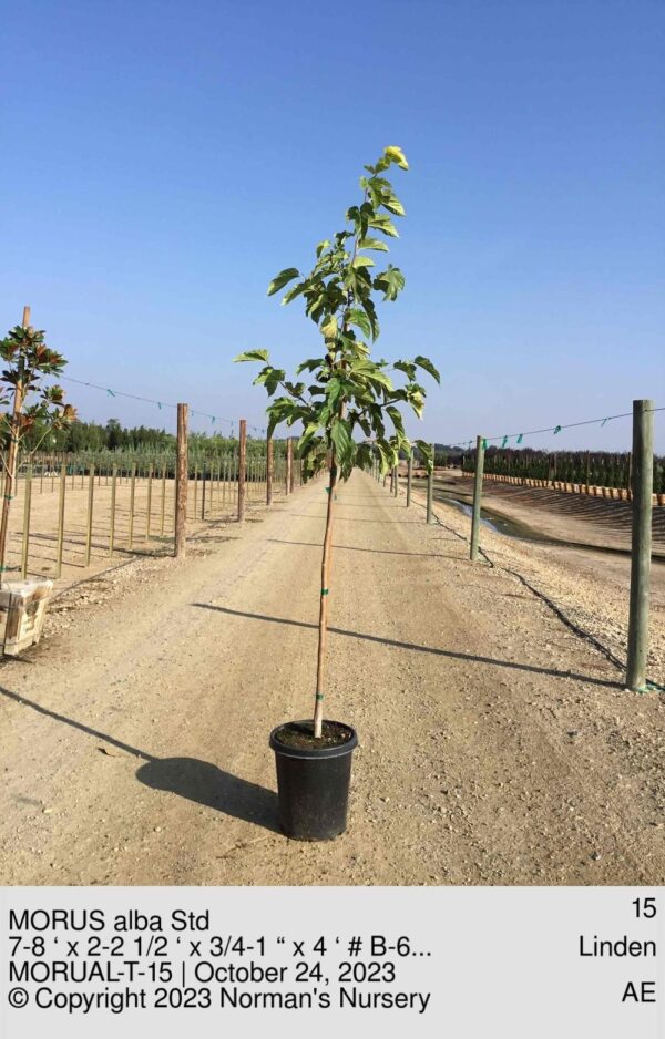 MORUS alba Std