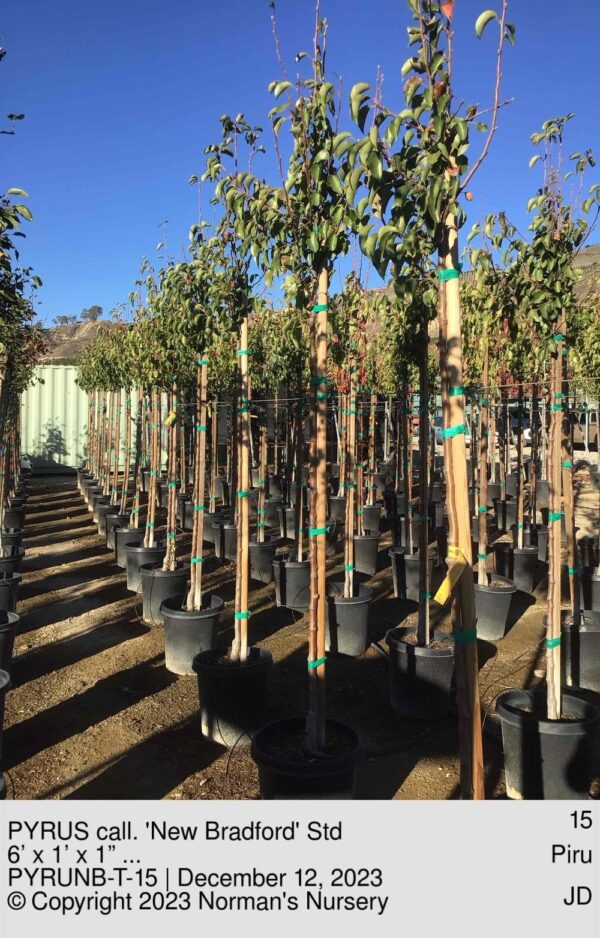 PYRUS call. 'New Bradford' Std