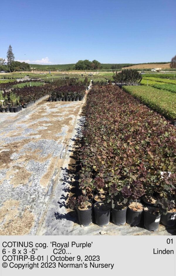 COTINUS cog. 'Royal Purple'