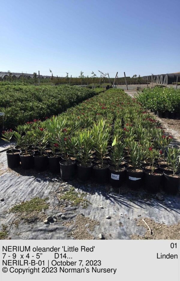 NERIUM oleander 'Little Red'