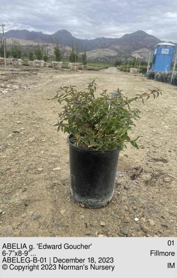 ABELIA g. 'Edward Goucher'