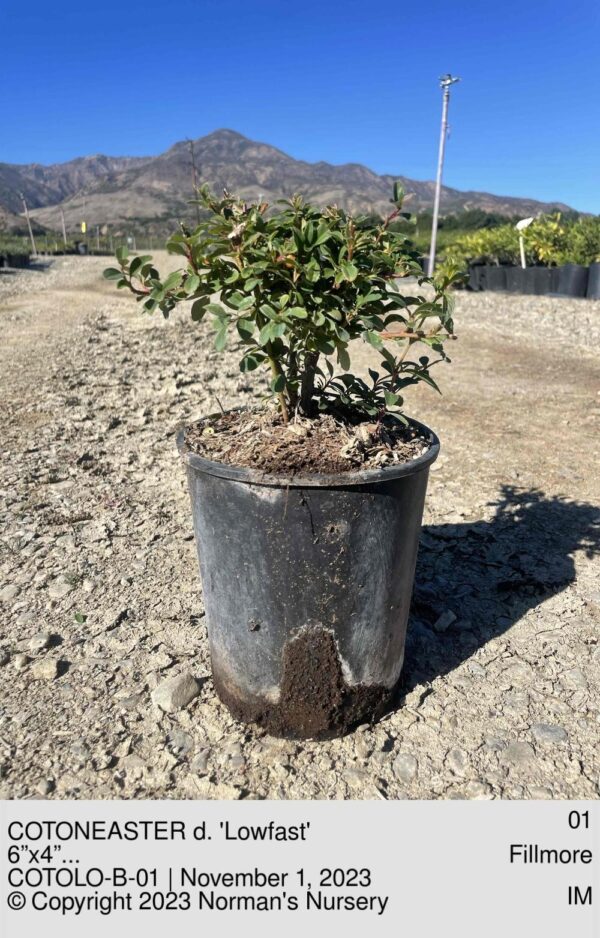 COTONEASTER d. 'Lowfast'