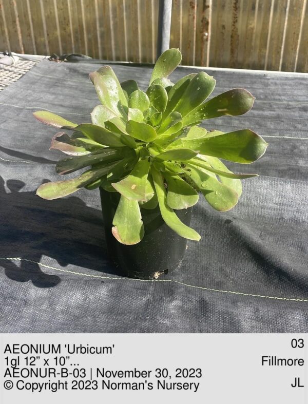 AEONIUM 'Urbicum'