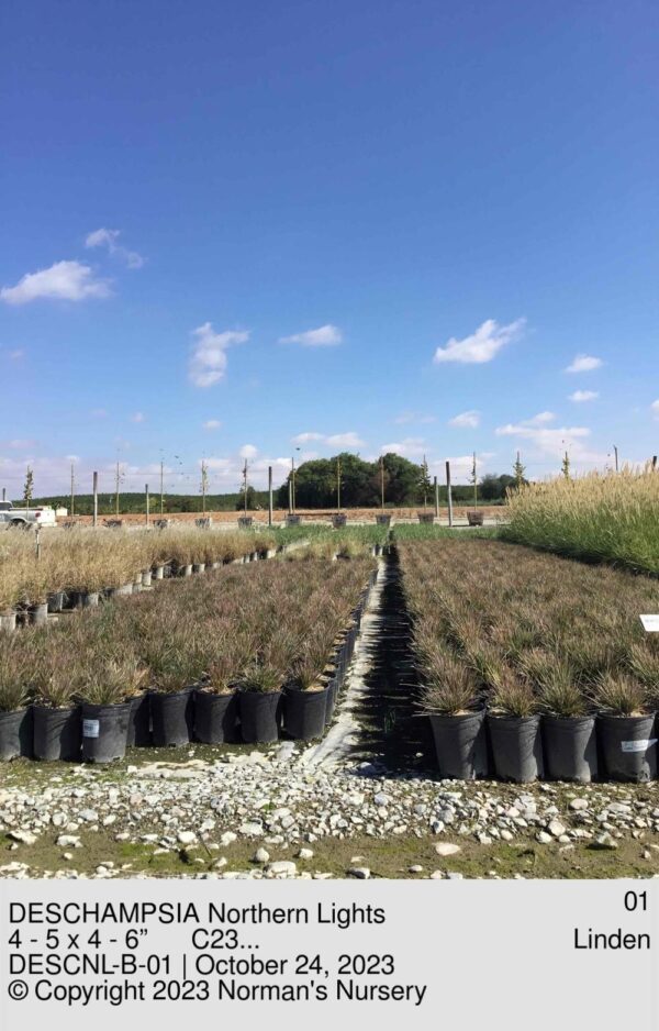 DESCHAMPSIA Northern Lights