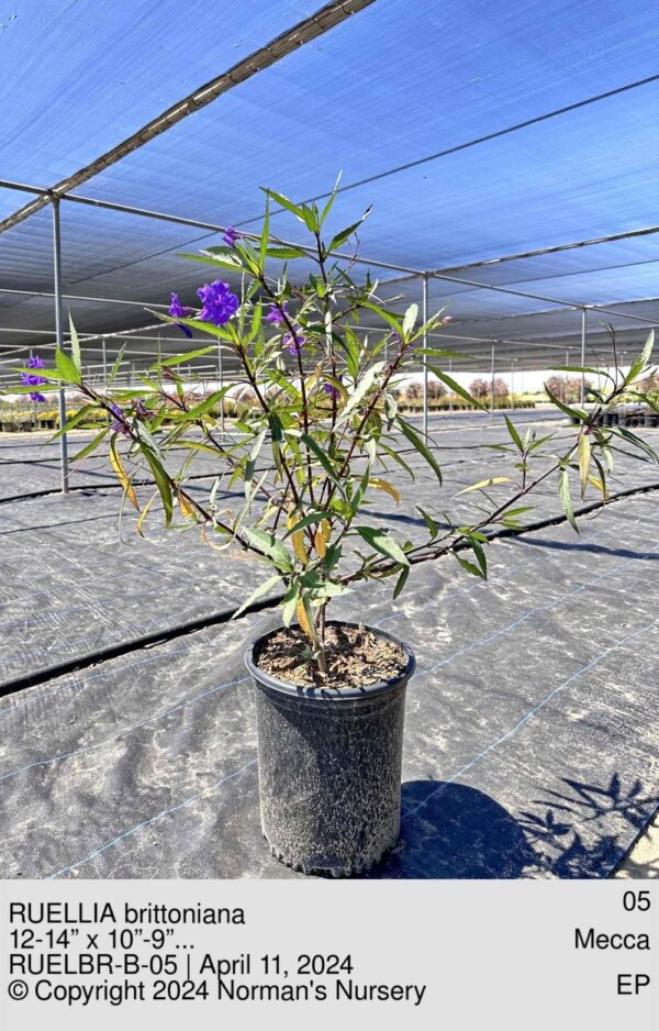 RUELLIA brittoniana