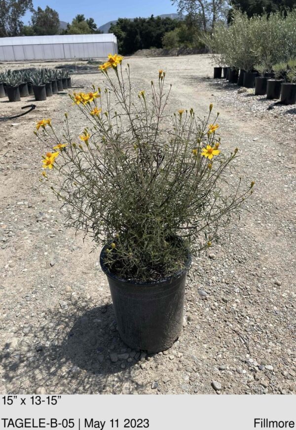 TAGETES lemmonii