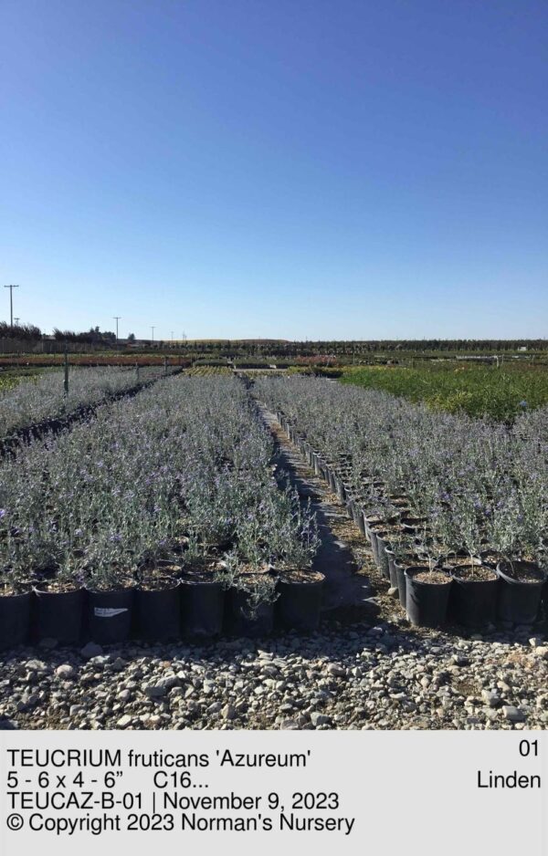 TEUCRIUM fruticans 'Azureum'