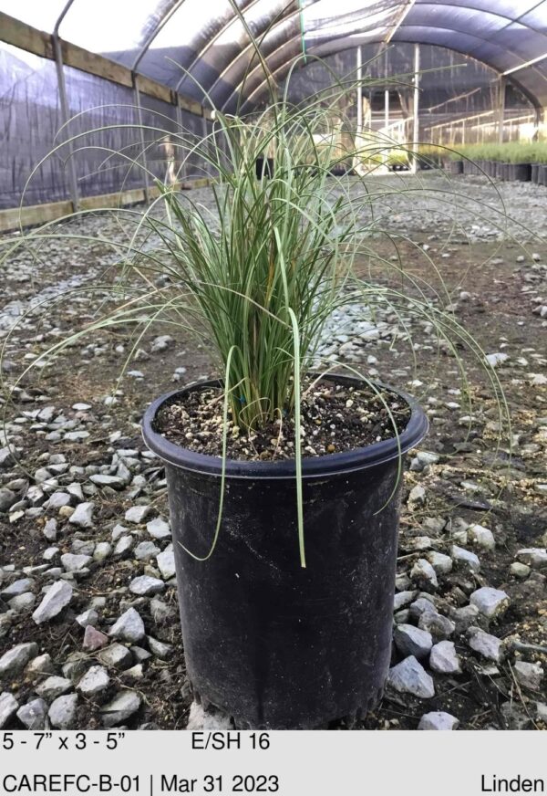 CAREX com. Frosted Curls