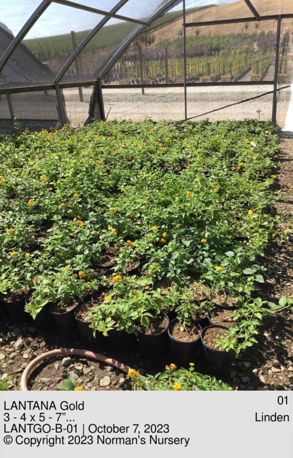 LANTANA Gold