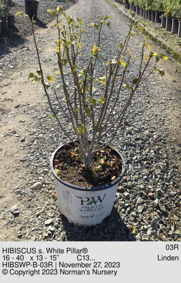 HIBISCUS s. White Pillar®